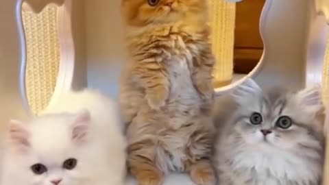 cute kitties