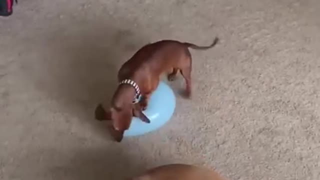 Dogs playing funny ball