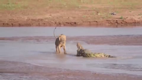 The Lion Drinking Water