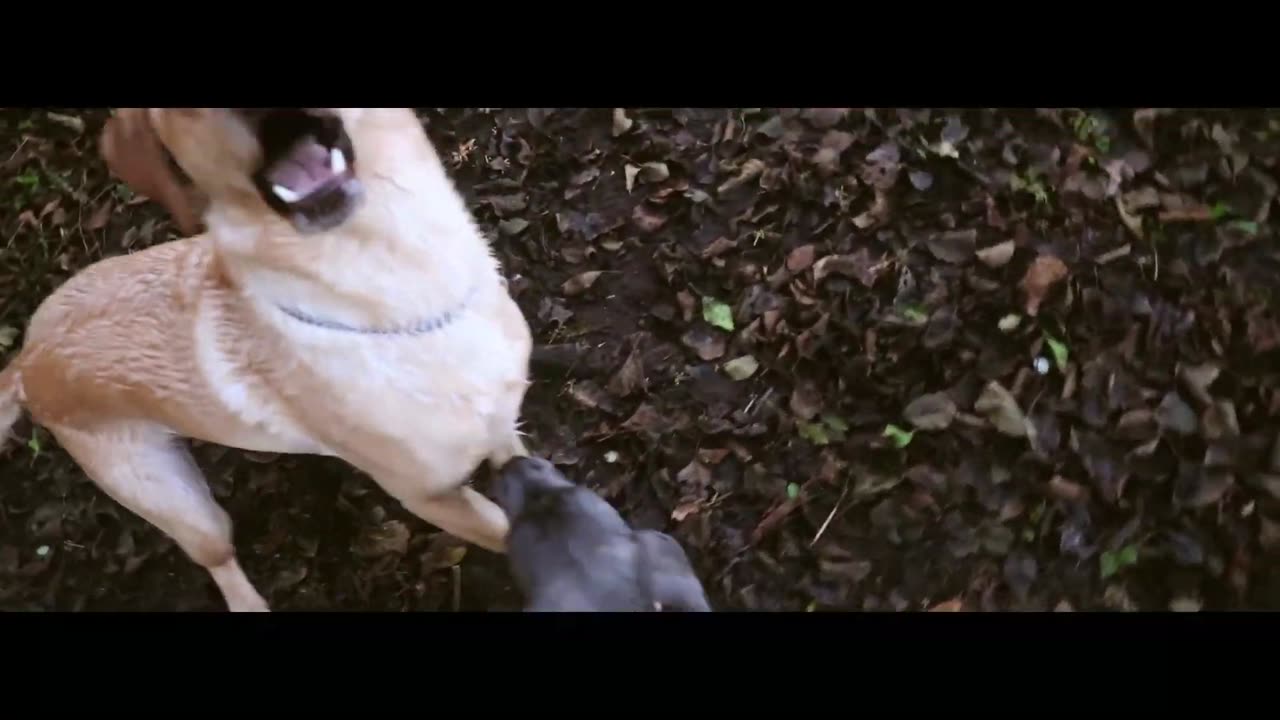 CANE CORSO PUPPY PREPARES FOR CHRISTMAS!