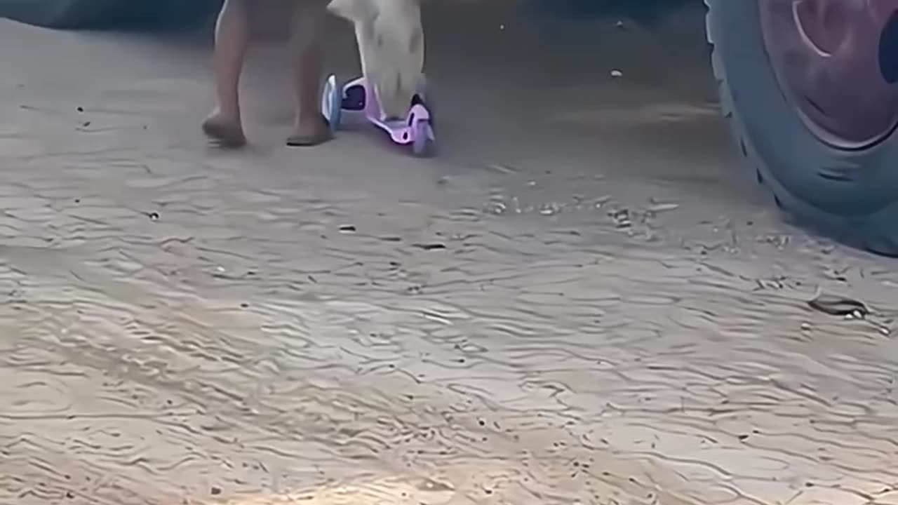 Babies and dogs