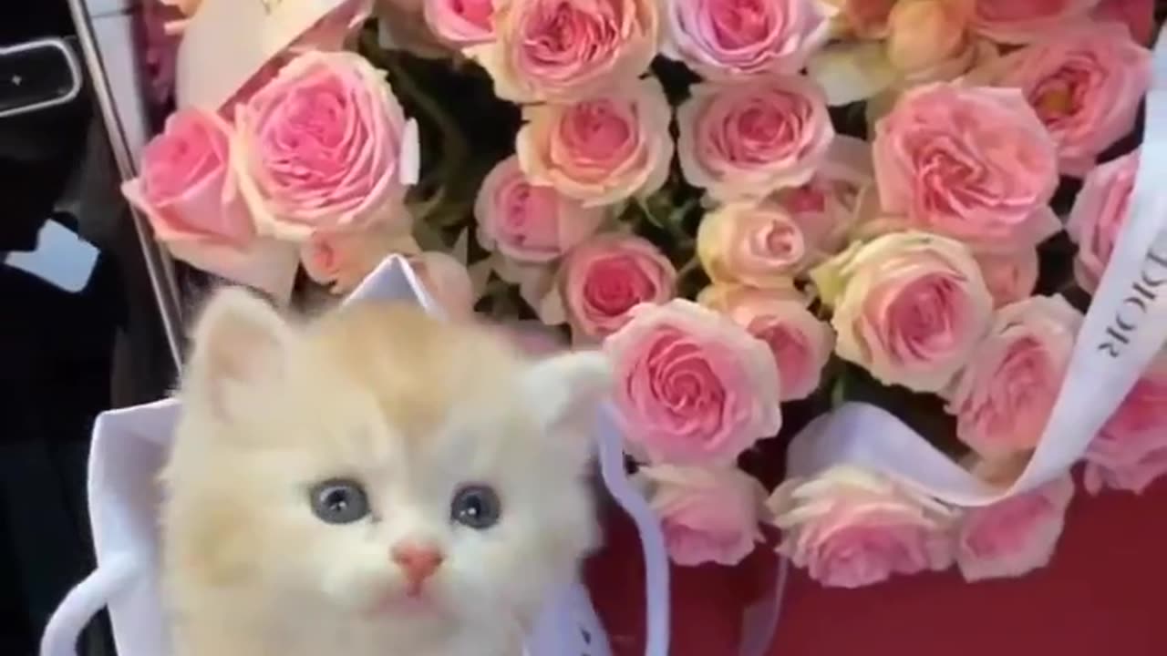 Sweetoo cutoo.....!