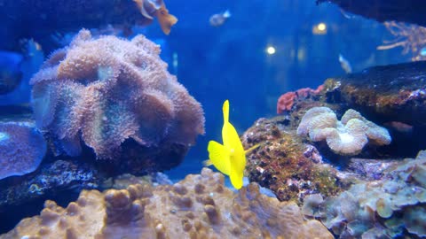 Colorful marine fishes inside an aquarium