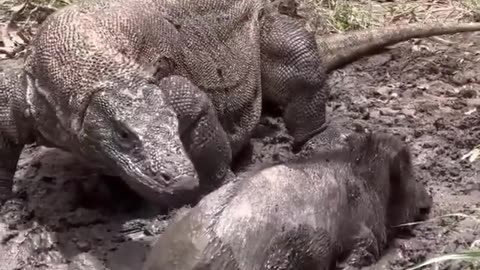 Komodo hunting worthog #hunting