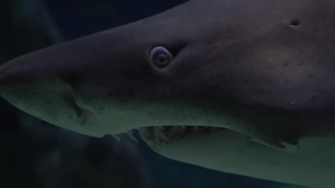 beauty of nature (Shark)