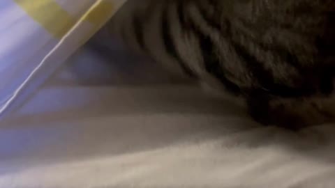 A Day in the Life of a Cat #114