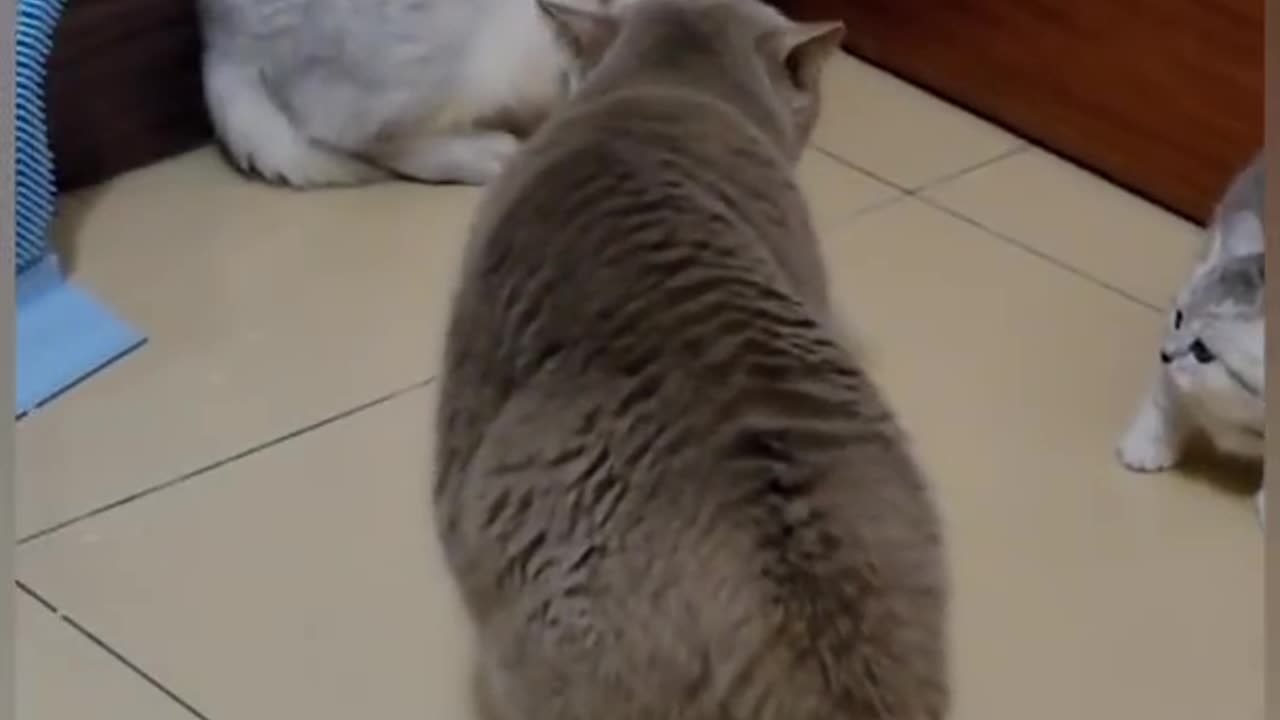 funny cat video
