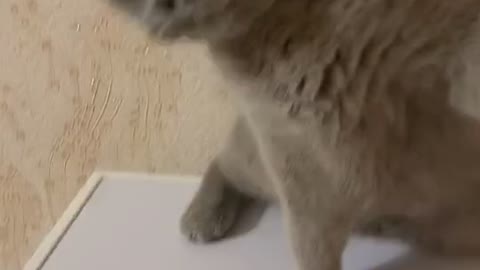 the cat's violent reaction when I try to touch it