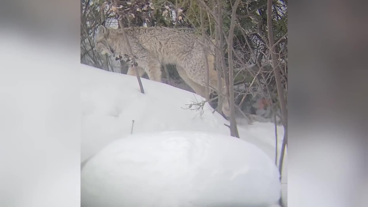 She's absolutely breathtaking😍| #lynx #wildlife #Canada