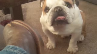 Jackson the bulldog