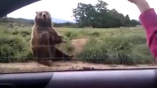 Grizzly Bear waves at girl in car.