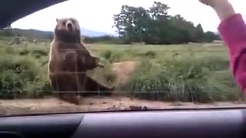 Grizzly Bear waves at girl in car.