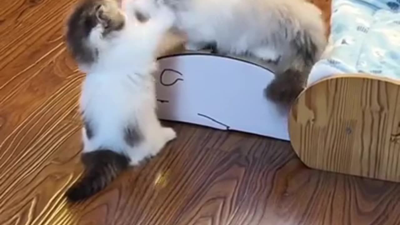 Wonderful bonding of kittens #shorts #viral #shortsvideo #video