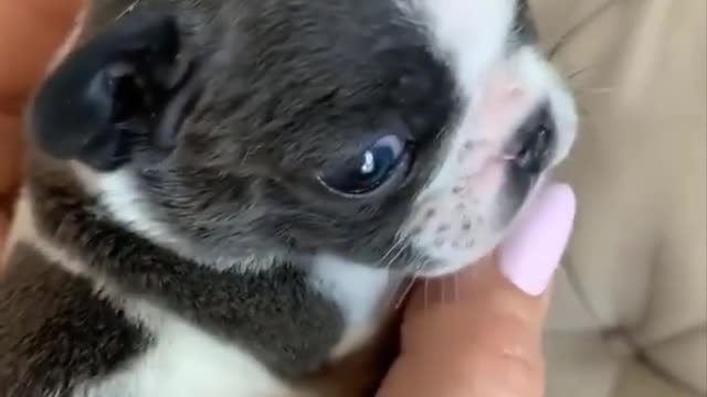 Funny and Cute French Bulldog Puppies Compilation