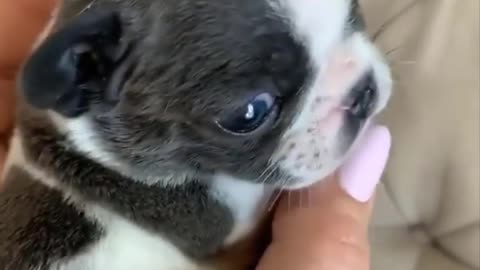 Funny and Cute French Bulldog Puppies Compilation