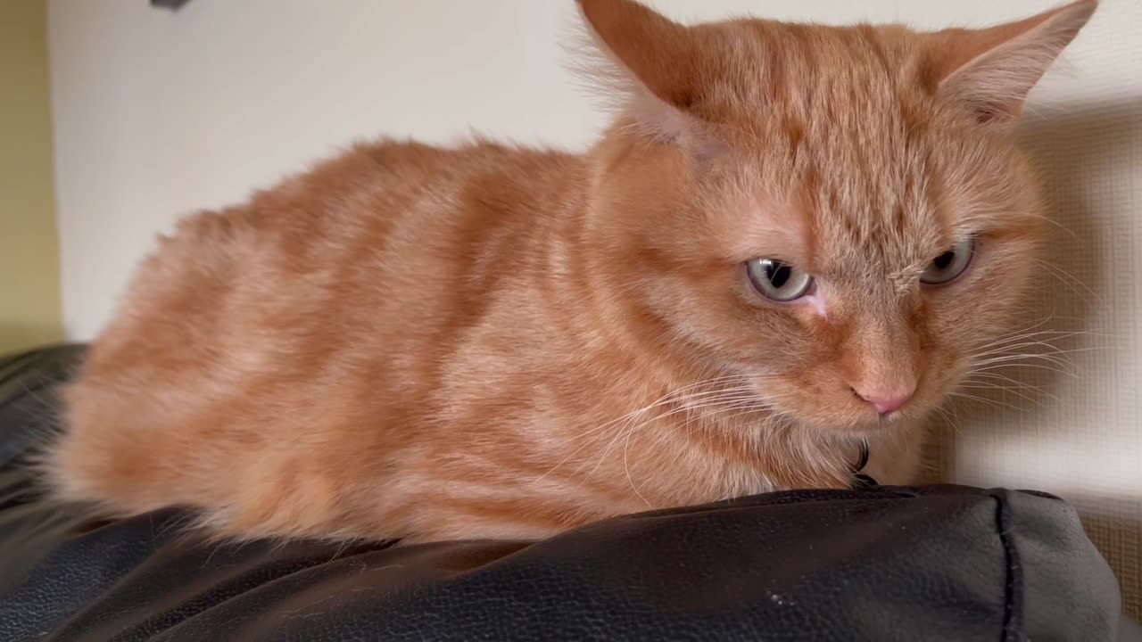 The Art of Relaxation: Cat Observing the World from its Cozy Spot