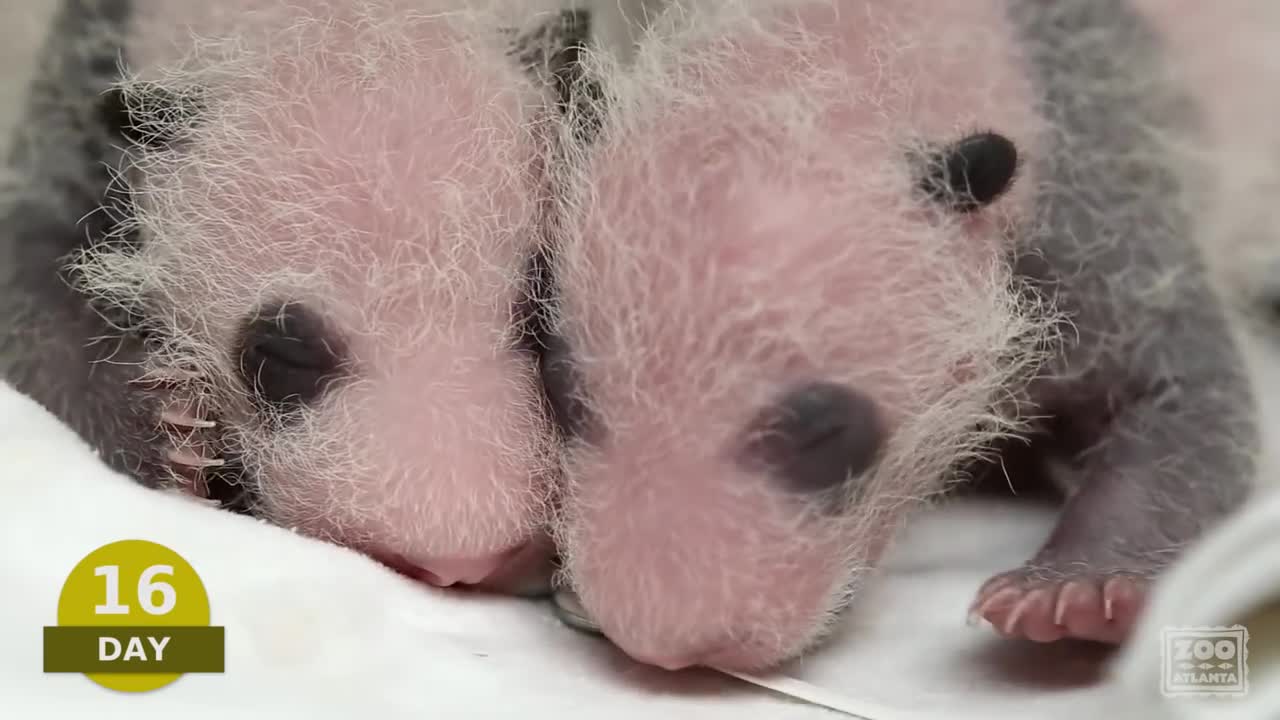 25 Days of Giant Panda Cubs