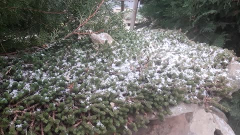 Sedum in the snow