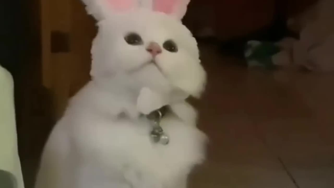 📹 The funniest video of last year. A collection of jokes with cats. →