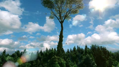 Largest Tree In Forest