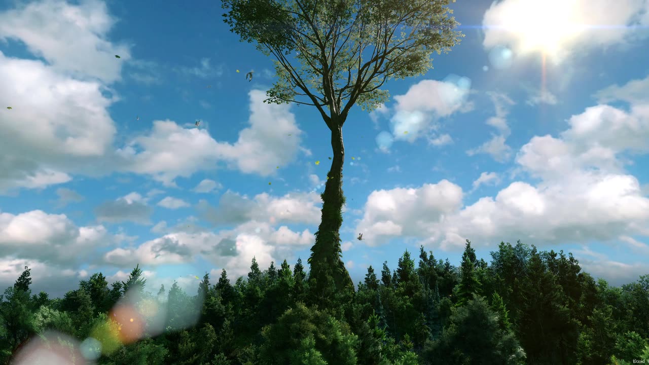 Largest Tree In Forest
