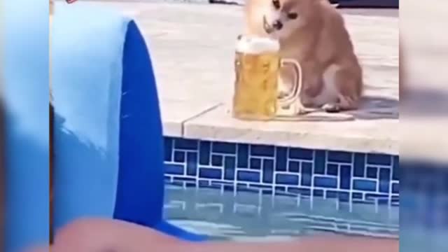 It's so handsome to steal food. Go on!