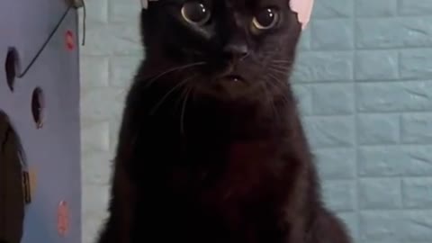 Cute 🥰#blackcat #catsoftiktok #cat #cats #catlover