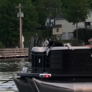 Lake Dog on the Pontoon!
