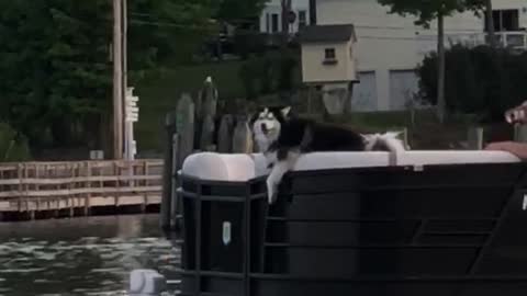 Lake Dog on the Pontoon!