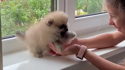 Girl with a puppy at the window