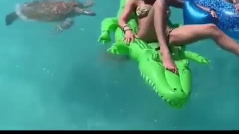 When Sea Turtles Attack...