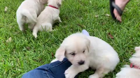 Pups in Evan's yard