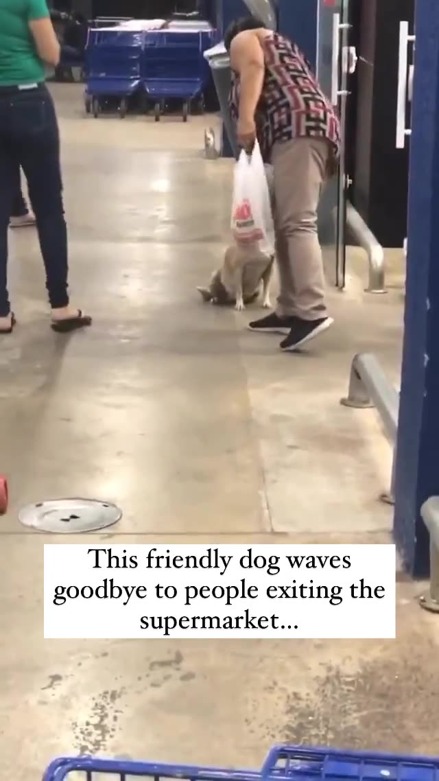 friendly dog waves goodbye