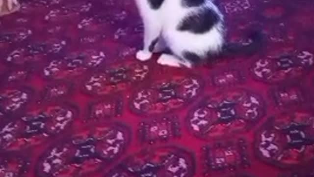 The cat waited for the owner from work🤗