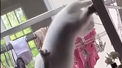 cat learned how to open the window.