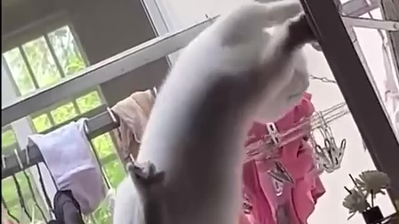 cat learned how to open the window.