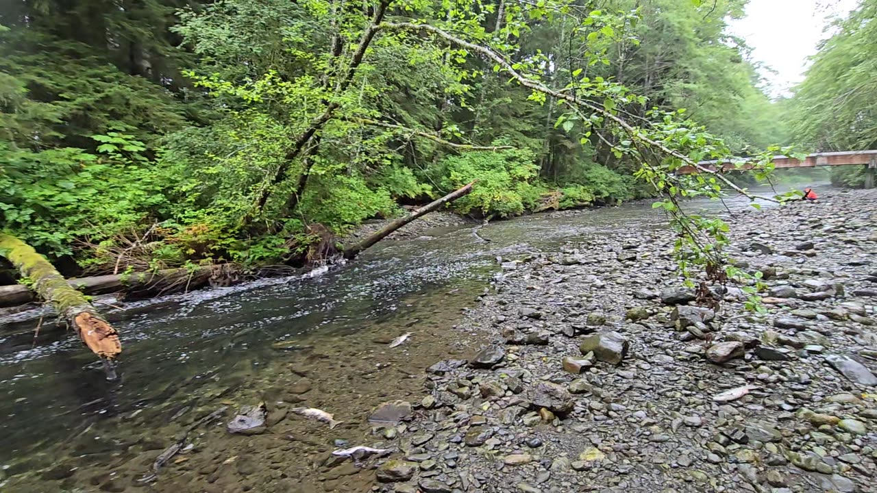 A River Full of Salmon, But very little Water at the moment...