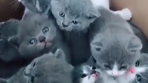cute cats inside the box