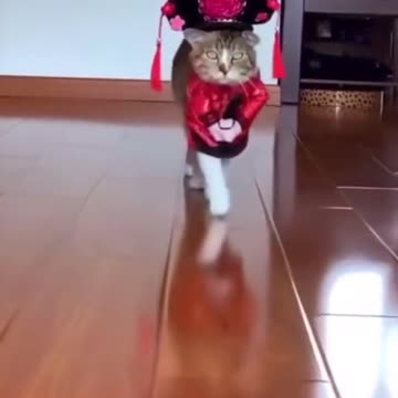 cute cat dance video #cat #dance #shorts plz respect Animal