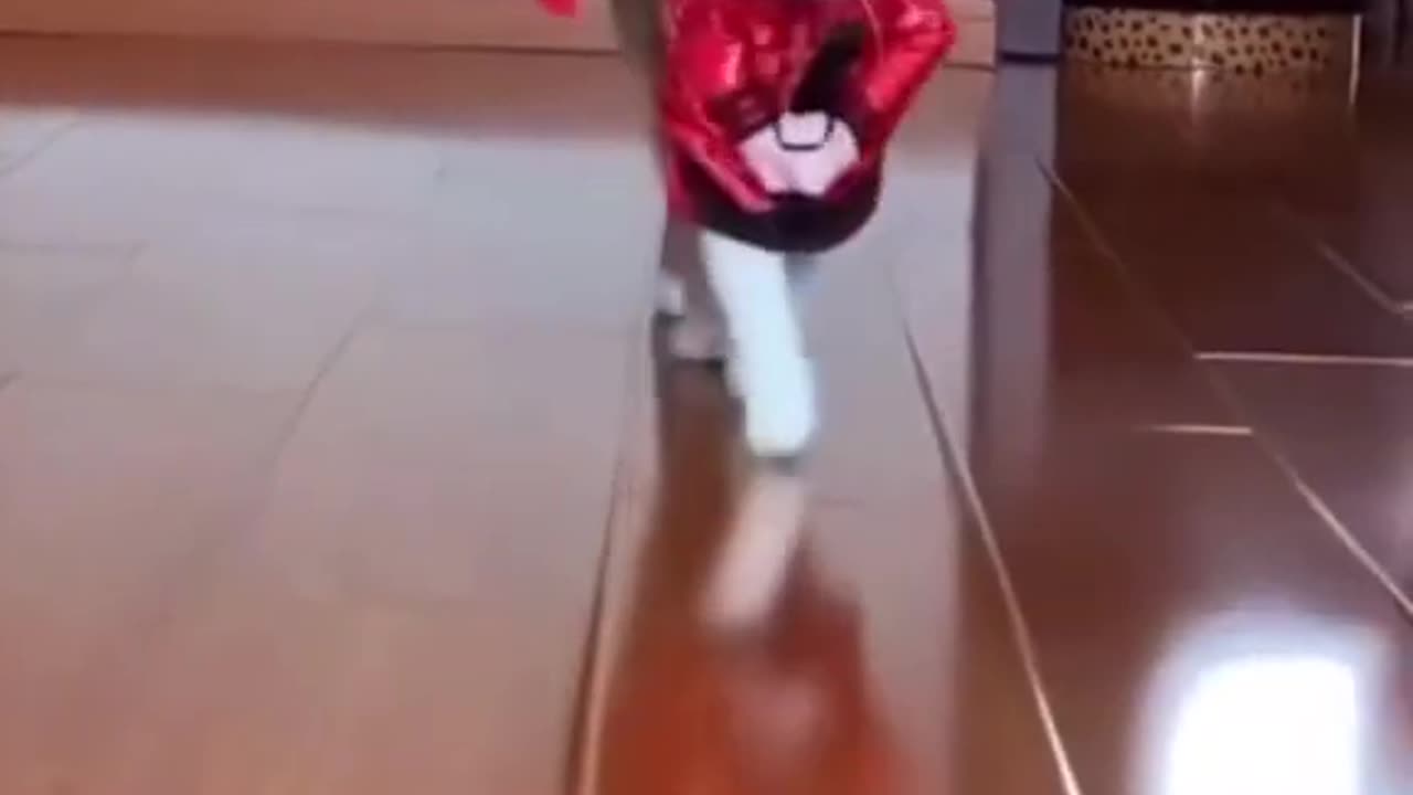 cute cat dance video #cat #dance #shorts plz respect Animal