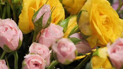 Pan shot of wet flowers, close up