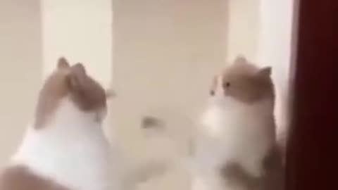 Funny animals
