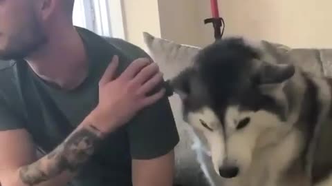 husky moment 🤣🤣