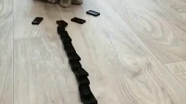 Funny Impresive cat