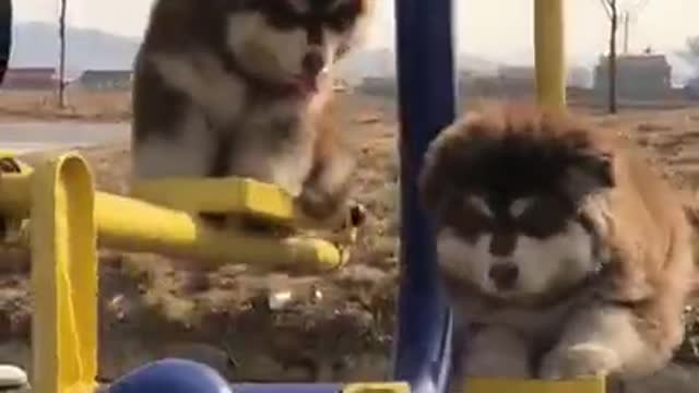 Cute Dogs Swing Its So Adorrable