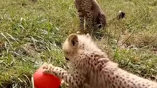 Enrichment at the Smithsonian Conservation Biology Institute