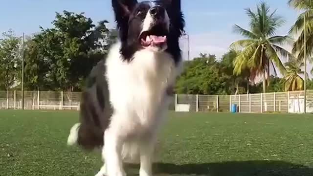 The border collie is the smartest kind of dog