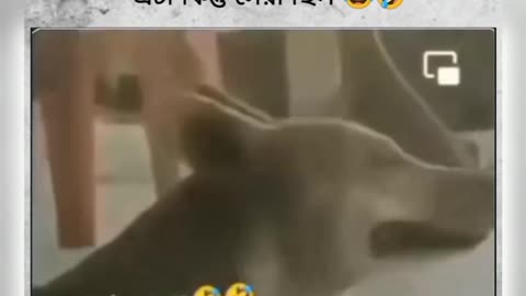 Funny video crying dog