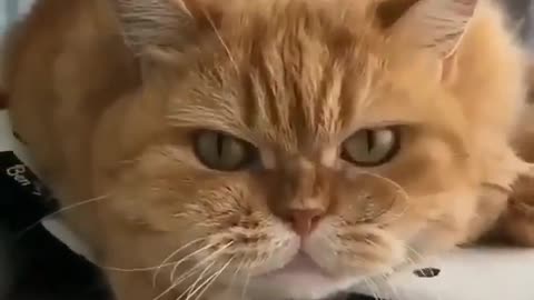 Baby cat is very angry