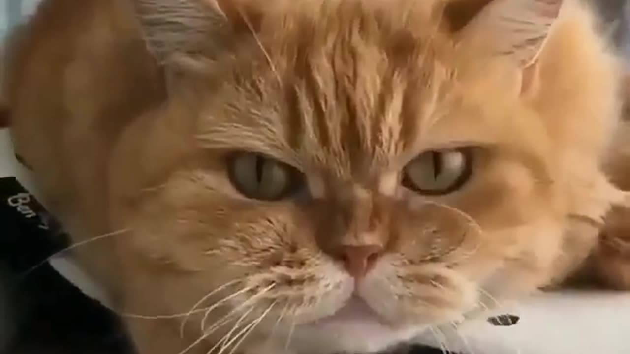 Baby cat is very angry